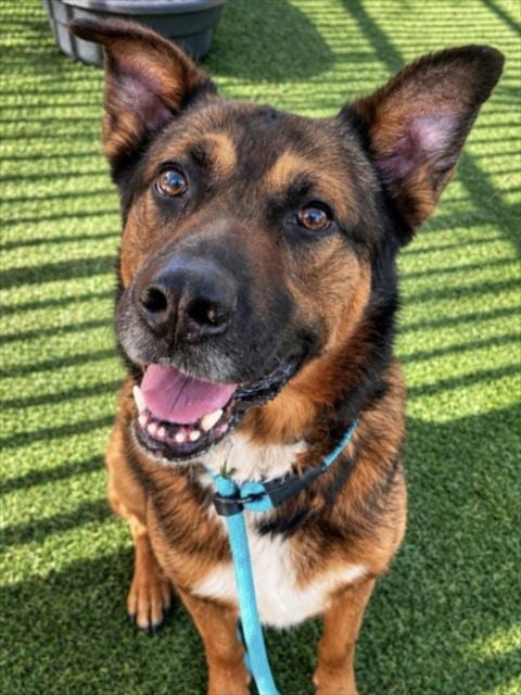 Photo of Jax, adoptable German Shepherd Dog in Las Vegas, Nevada