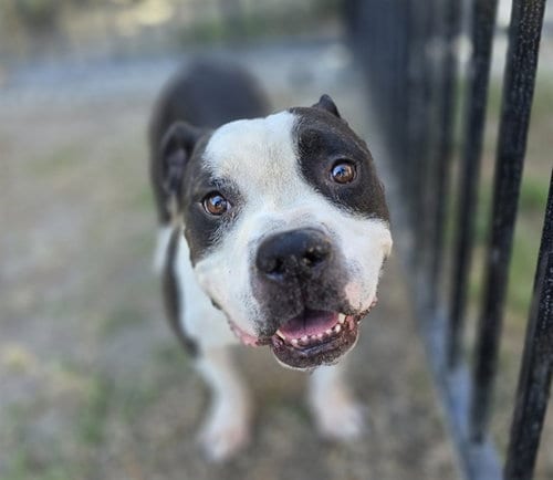 Photo of Twinkie, adoptable Pit Bull Terrier in Riverside, California