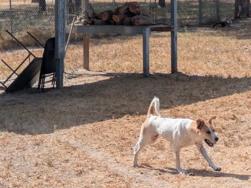 Photo of Casey, adoptable Anatolian Shepherd in Orange Grove, Texas