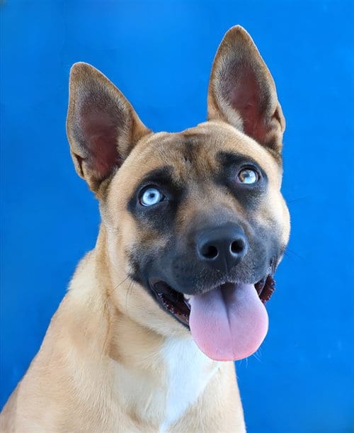 Photo of Emerald, adoptable German Shepherd Dog in Baldwin Park, California
