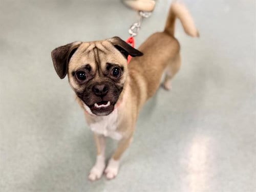 Photo of Reggie, adoptable Pug in Santa Rosa, California