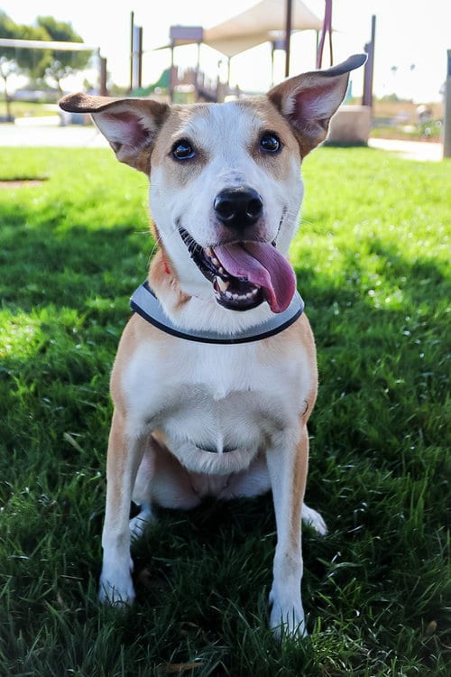 Photo of Army, adoptable Carolina Dog in Dana Point, California