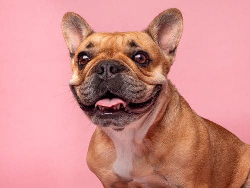 Photo of Tater Tot, adoptable French Bulldog in Romoland, California