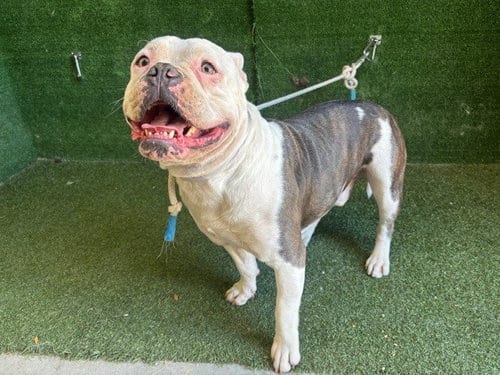 Photo of Jericho, adoptable Bulldog in Lancaster, California