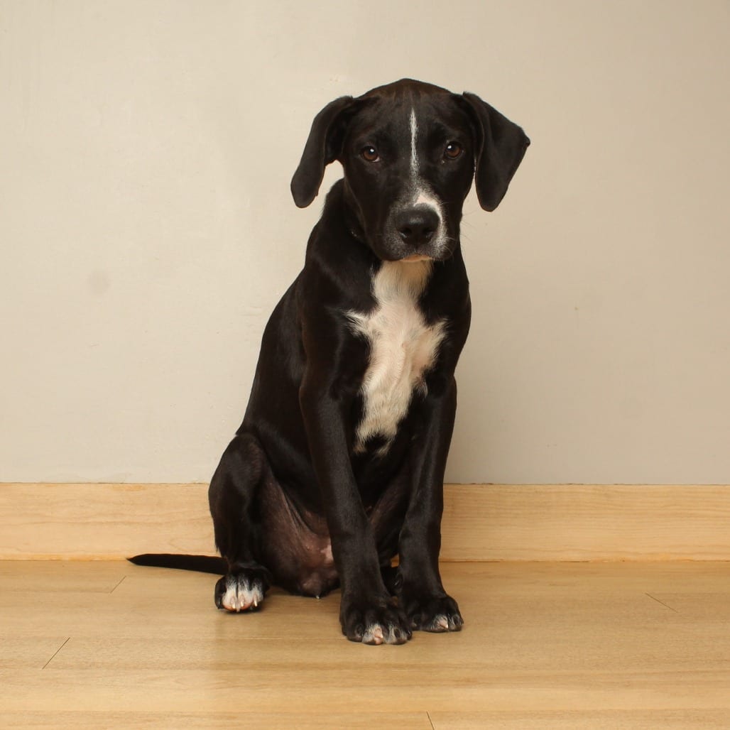 Photo of Monica D71062, adoptable Bulldog, American / Mixed Breed (Medium) in Minnesota, Minnesota