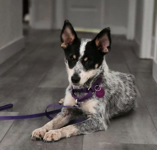 Photo of Echo, adoptable Australian Cattle Dog/Blue Heeler in Paso Robles, California