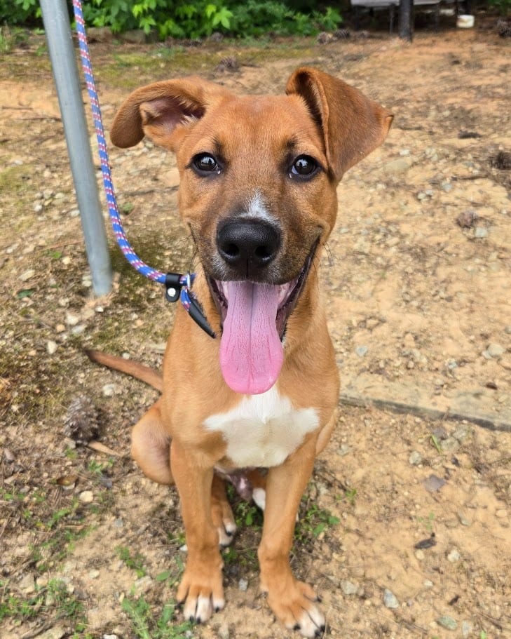 Photo of Kyler, adoptable Mixed Breed in Douglasville, Georgia