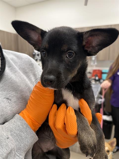 Photo of Fury, adoptable German Shepherd Dog in Baytown, Texas