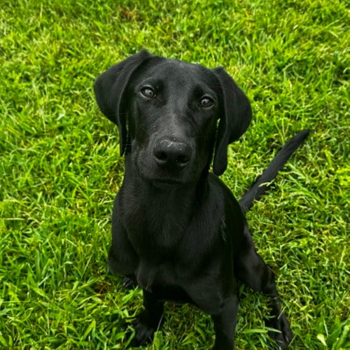 Photo of Jinx, adoptable Labrador Retriever in Newfield, New Jersey
