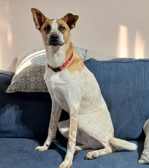 Photo of Henry, adoptable Cattle Dog in Topeka, Kansas