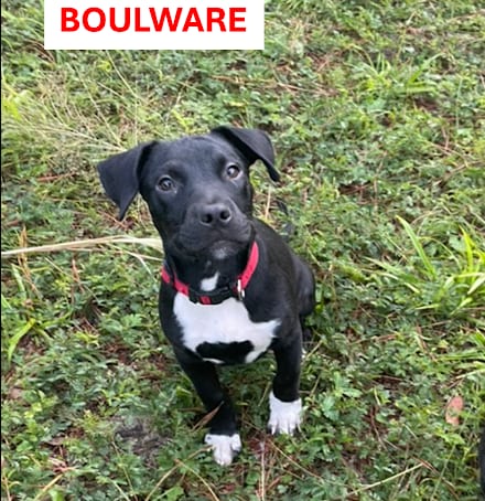 Photo of Boulware, adoptable Unknown breed (short coat) in Gainesville, Florida