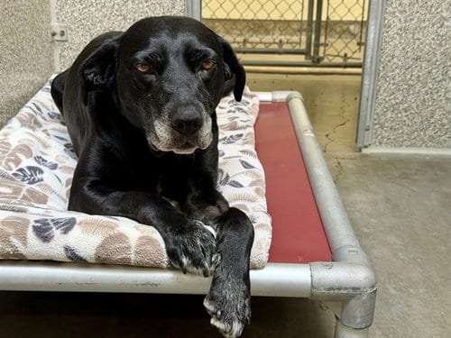 Photo of Millie, adoptable Labrador Retriever in Santa Rosa, California