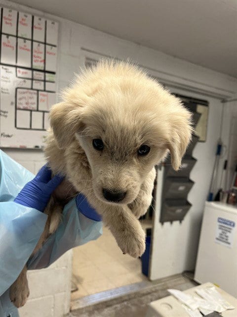 Photo of Puppy 7, adoptable Anatolian Shepherd in San Andreas, California