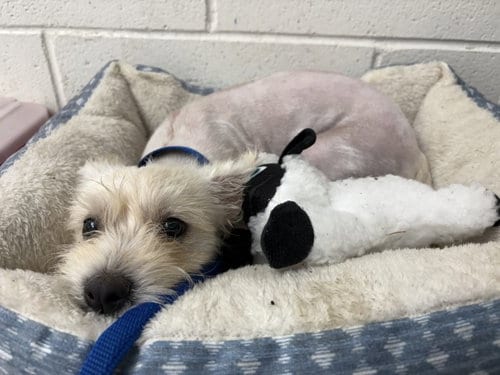 Photo of Cookie, adoptable Terrier in San Bernardino, California