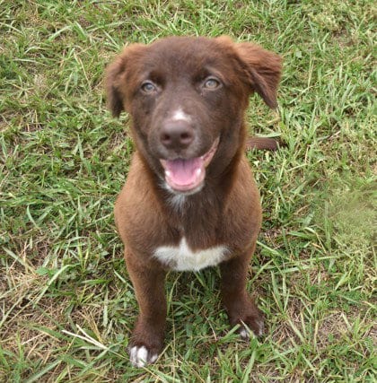 Photo of Tamlin, adoptable Labrador Retriever in Inverness, Florida