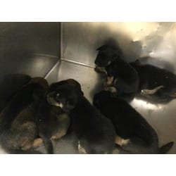 Photo of Ren, adoptable Doberman Pinscher in Jurupa Valley, California