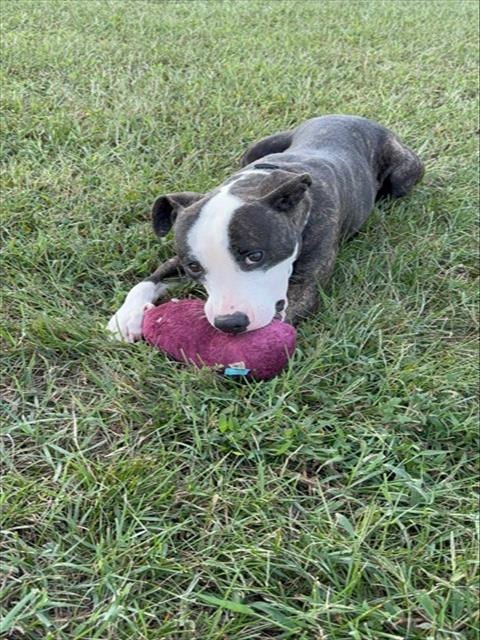 Photo of Sasha, adoptable Bull Terrier in Forestville, Maryland