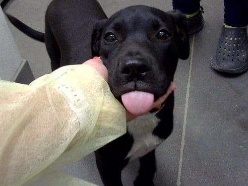Photo of Pebbles, adoptable Labrador Retriever in Mesa, Arizona