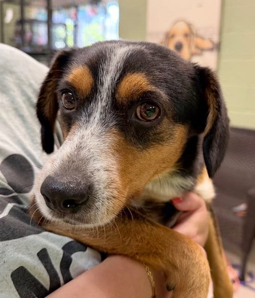 Photo of Tiny, adoptable Beagle in Burnsville, North Carolina