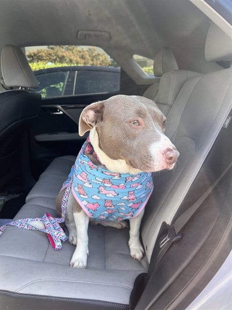 Photo of Paloma, adoptable Pit Bull Terrier in San Jose, California