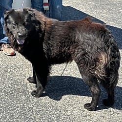 Photo of Antony, adoptable Chow Chow in Ventura, California