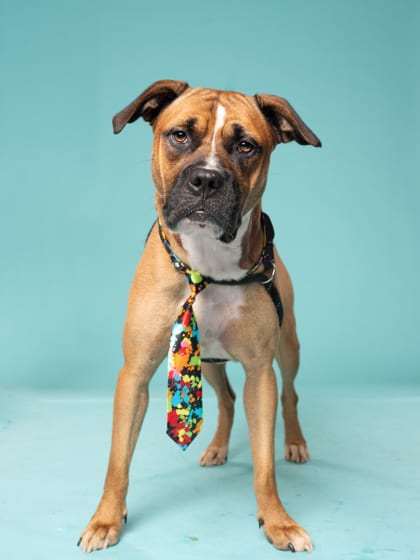 Photo of Duke, adoptable dog in Atlanta, Georgia
