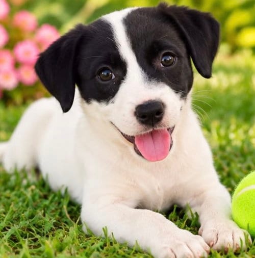 Photo of Apple, adoptable American Bulldog in Margate, Florida