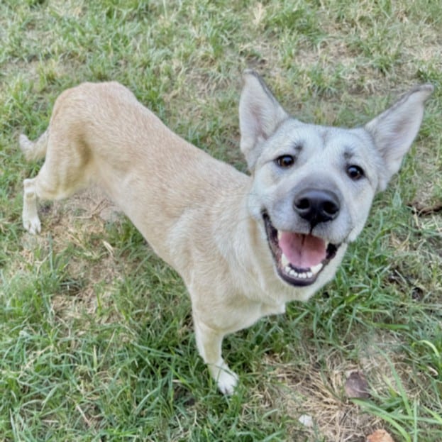 Photo of Caramel, adoptable Alaskan Husky mix in Houston, Texas