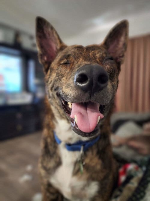 Photo of Jack, adoptable Dutch Shepherd in Royal Palm Beach, Florida