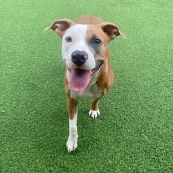 Photo of Hazel 5535, adoptable Mixed Breed (Medium) in Loxahatchee, Florida