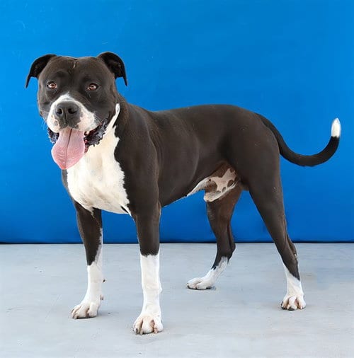 Photo of Barley, adoptable American Staffordshire Terrier in Baldwin Park, California