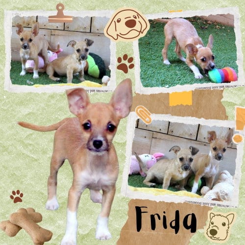 Photo of Frida (Puppy), adoptable Chihuahua in Lindsay, California