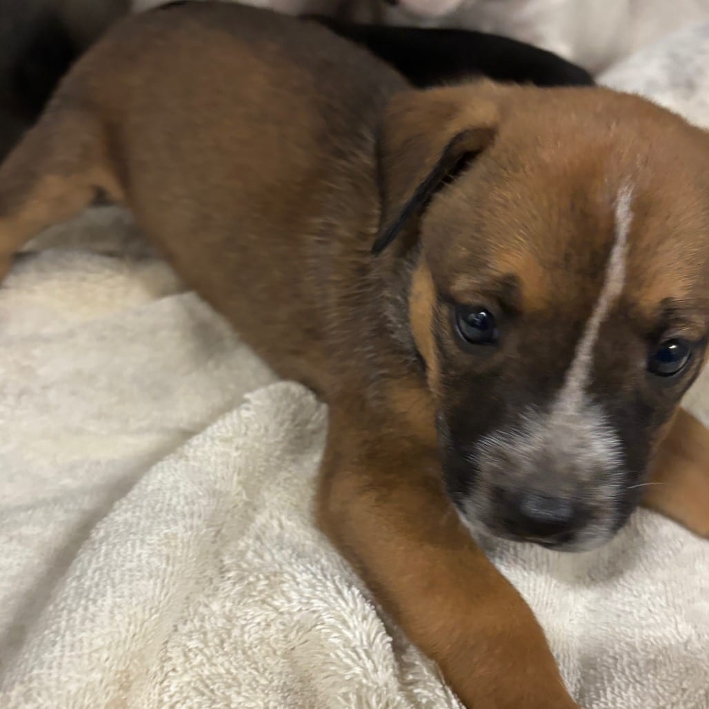 Photo of Nello, adoptable dog