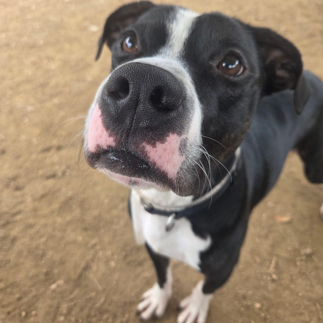 Photo of Rex, adoptable Boxer / Bulldog in Houston, Texas