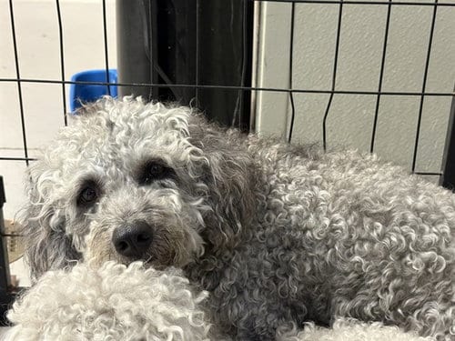 Photo of Steven, adoptable Poodle (Standard) in Sugar Land, Texas
