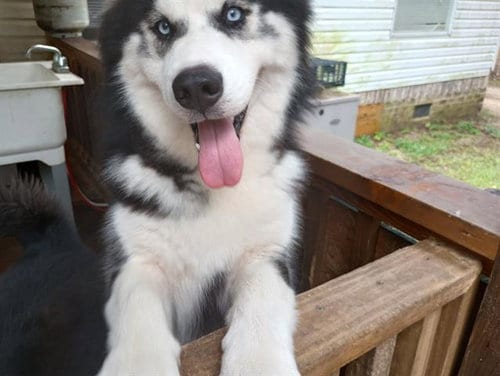 Photo of Sky, adoptable Siberian Husky in Tallahassee, Florida