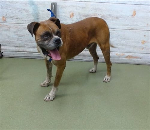 Photo of Tigger, adoptable Boxer in San Bernardino, California
