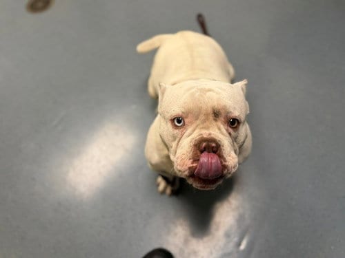 Photo of Flotato, adoptable English Bulldog in Denver, Colorado