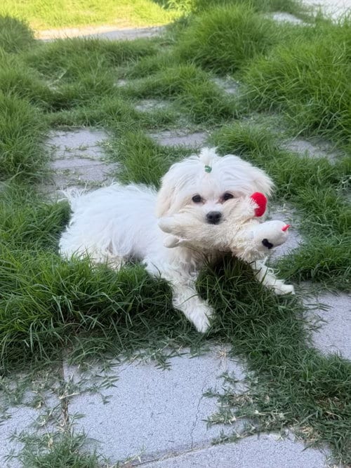 Photo of Winston, adoptable Poodle (Toy) in Lake Elsinore, California