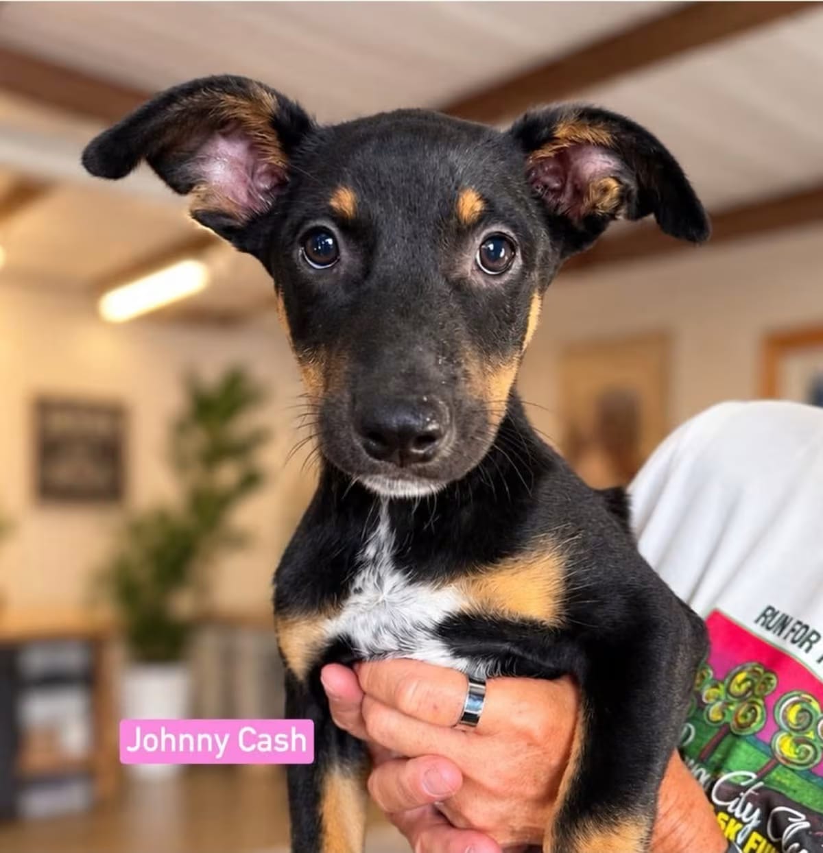 Photo of Johnny Cash, adoptable Shepherd (Unknown Type)/Mixed Breed (Medium) in Saugus, Massachusetts