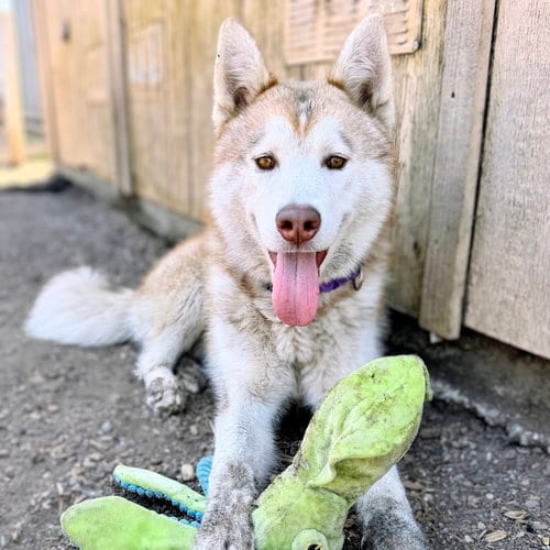 Photo of Gio, adoptable Siberian Husky in Oakland, California