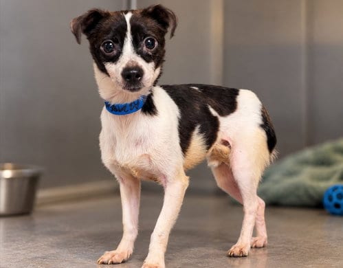 Photo of Gumby, adoptable Chihuahua in San Pedro, California