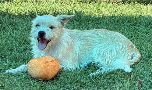 Photo of Benji, adoptable Terrier in San Bernardino, California