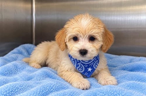Photo of Maui, adoptable Poodle (Miniature) in Orange, California