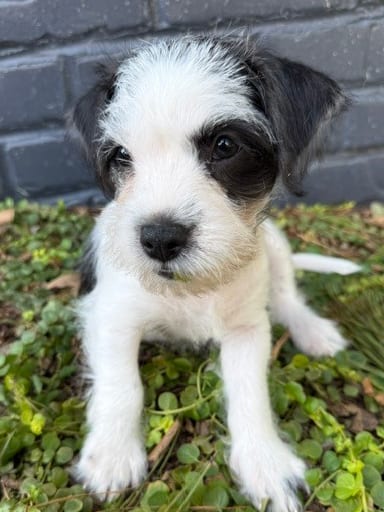 Photo of Style, adoptable Terrier in Raleigh, North Carolina