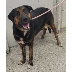 Photo of Naomi, adoptable Mixed Breed (Medium) in Kansas City, Missouri