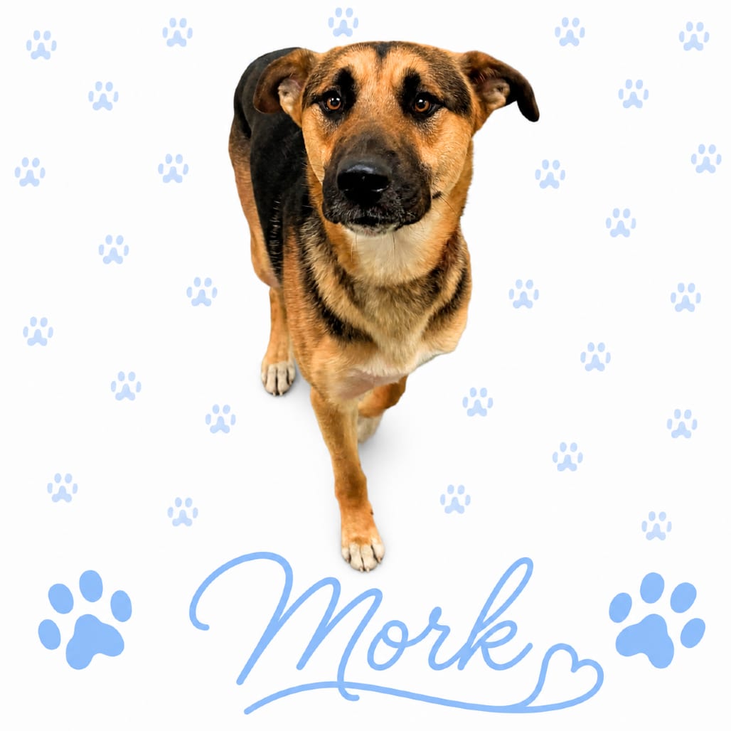 Photo of Mork, adoptable Mixed Breed (Large)