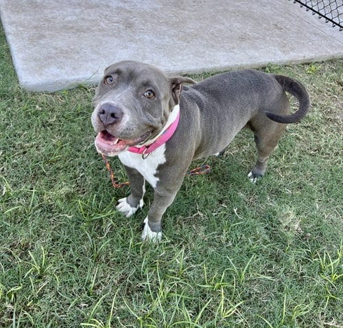 Photo of Bella, adoptable Bulldog in Temple, Texas
