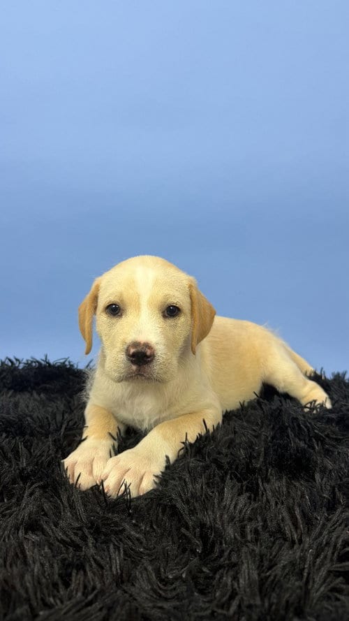 Photo of Minho, adoptable Terrier in Phoenix, Arizona
