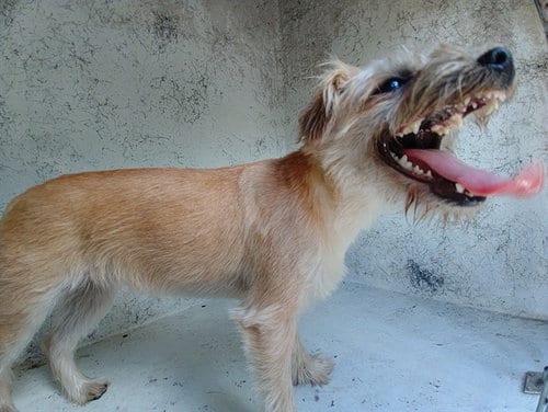 Photo of Goldie, adoptable Border Terrier in Fort Lauderdale, Florida